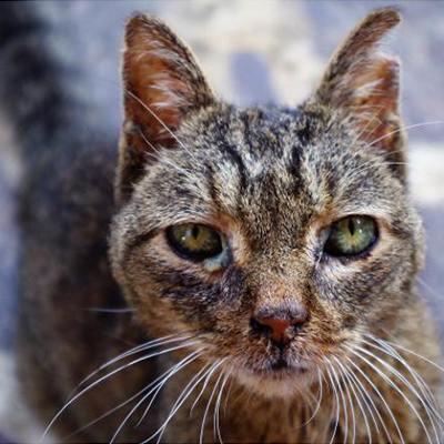 Feline Calicivirus Enfeksiyonu (FCV)