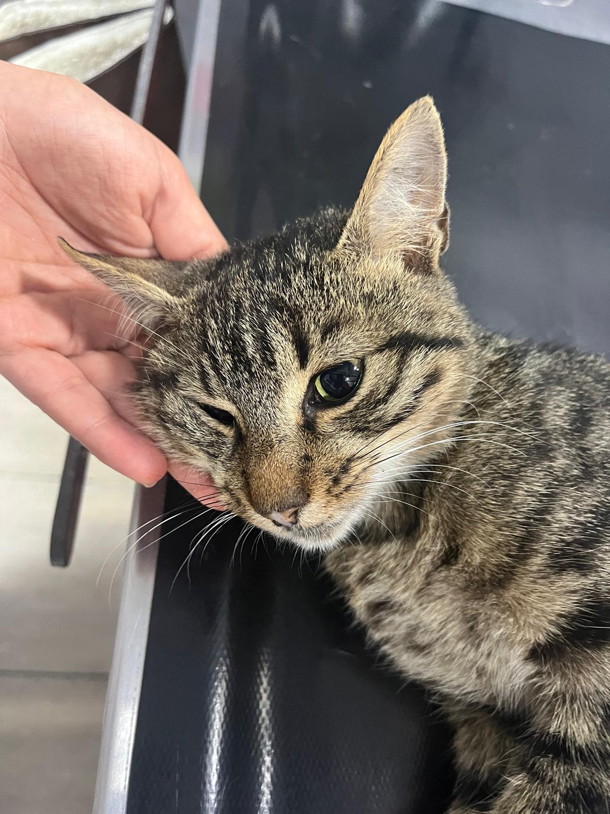Kedilerin Lösemi Virüsü (Feline Leukemia Virus - FeLV)