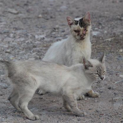Kedilerde Herpes Virus Enfeksiyonu (Feline Viral Rhinotracheitis)