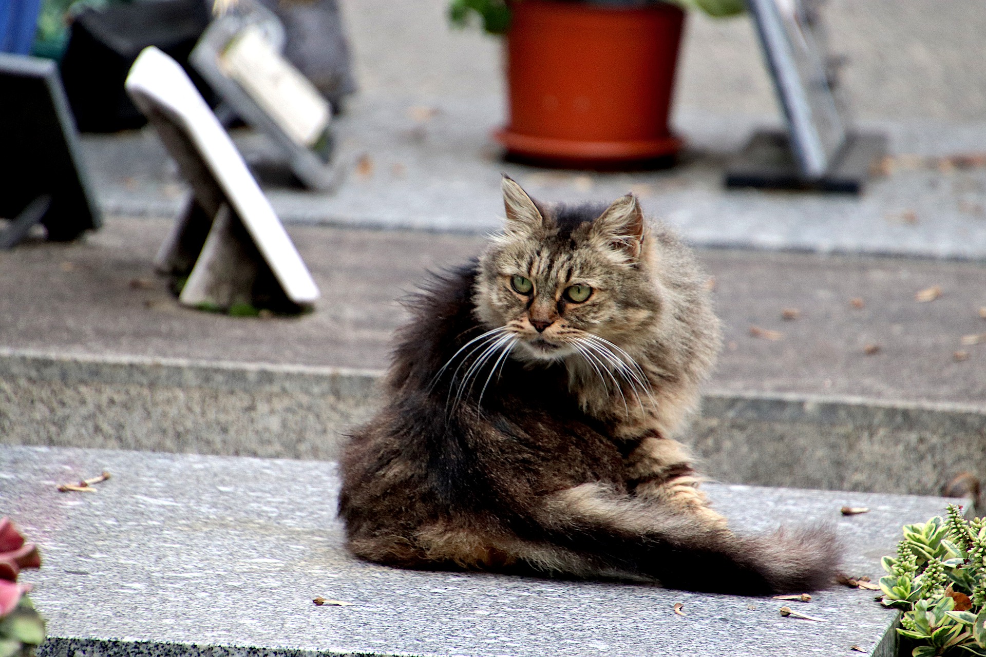 HİPERESTEZİK KEDİ SENDROMU