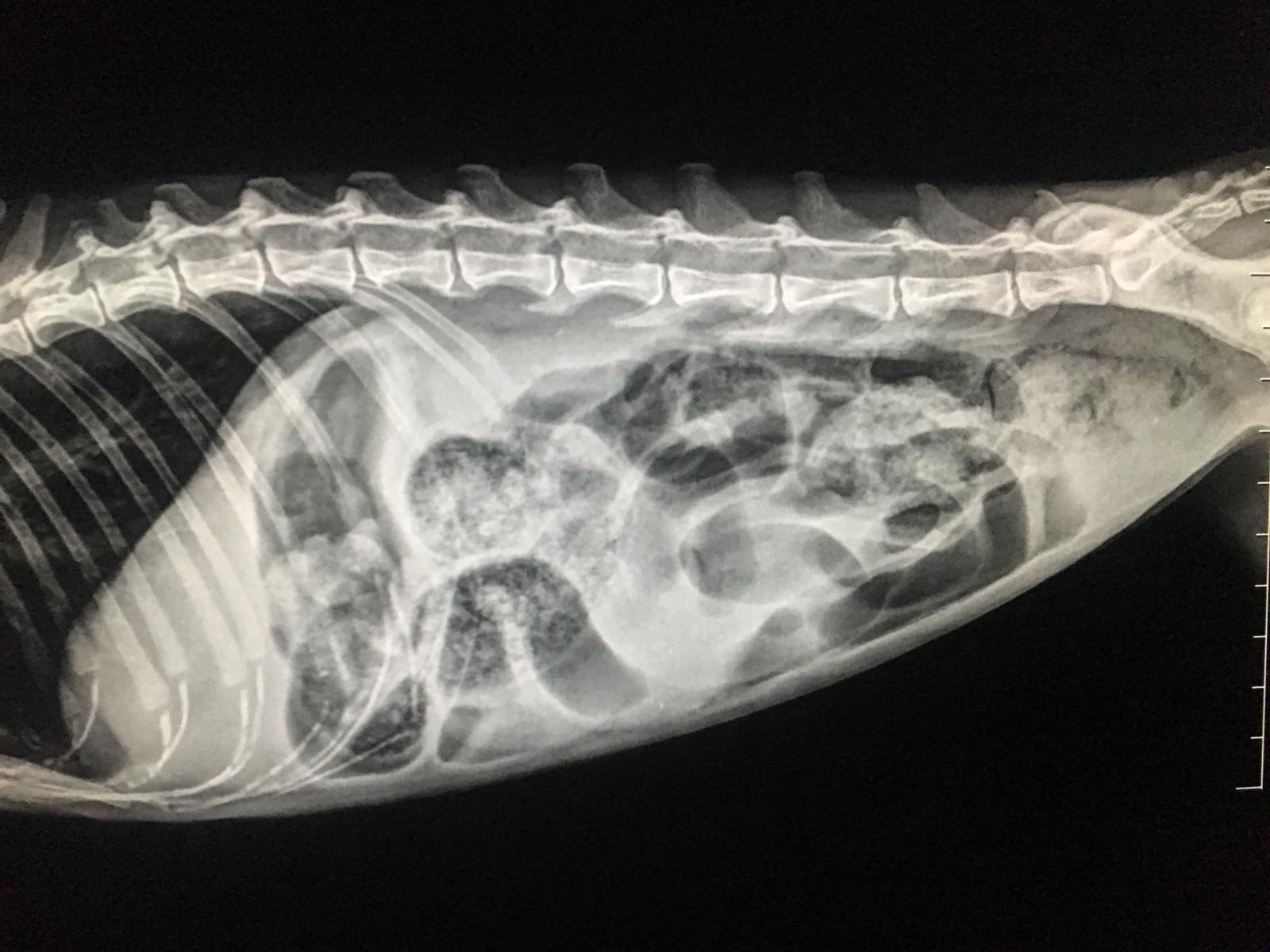 Kedilerde Ileus