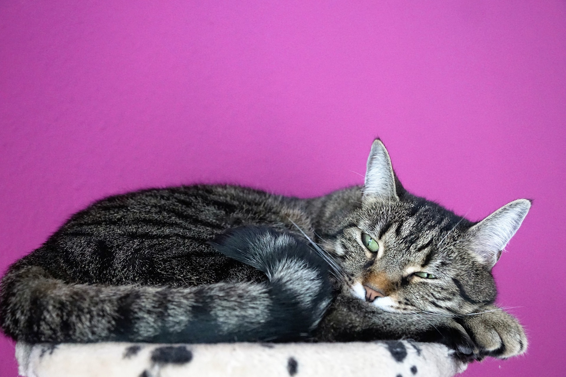 KEDİLERDE AĞRININ 8 BELİRTİSİ