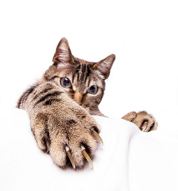 Kedi Tırmığı Hastalığı