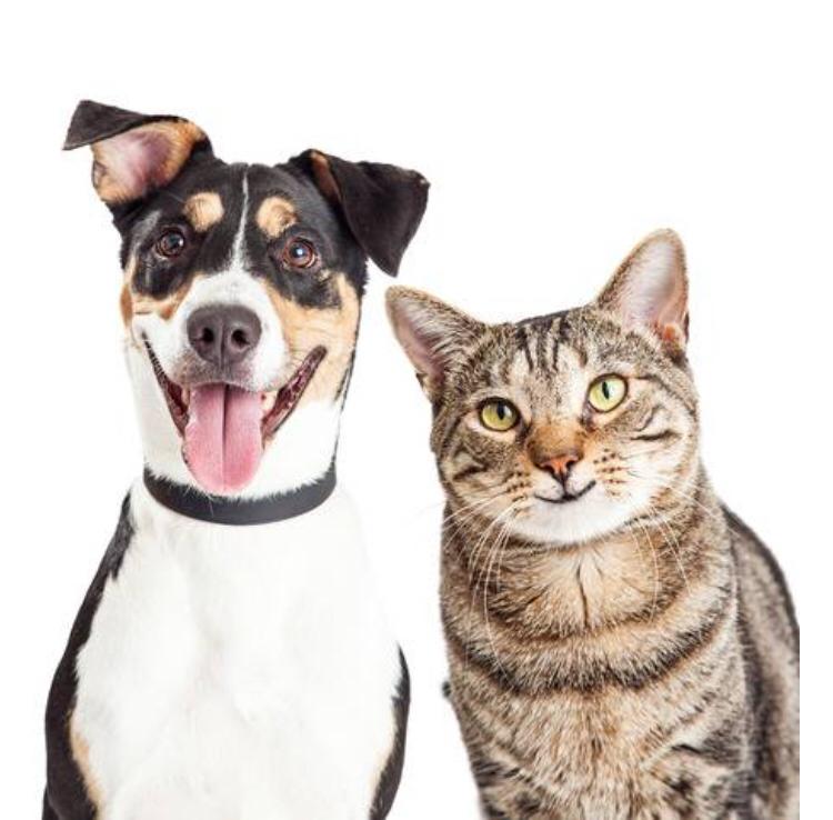 Kediler ve Köpekler Arasındaki En Önemli 5 Klinik Fark
