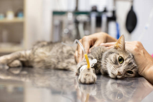 KEDİLER İÇİN CPR ( KARDİYO-PULMONER RESİSÜTASYON)