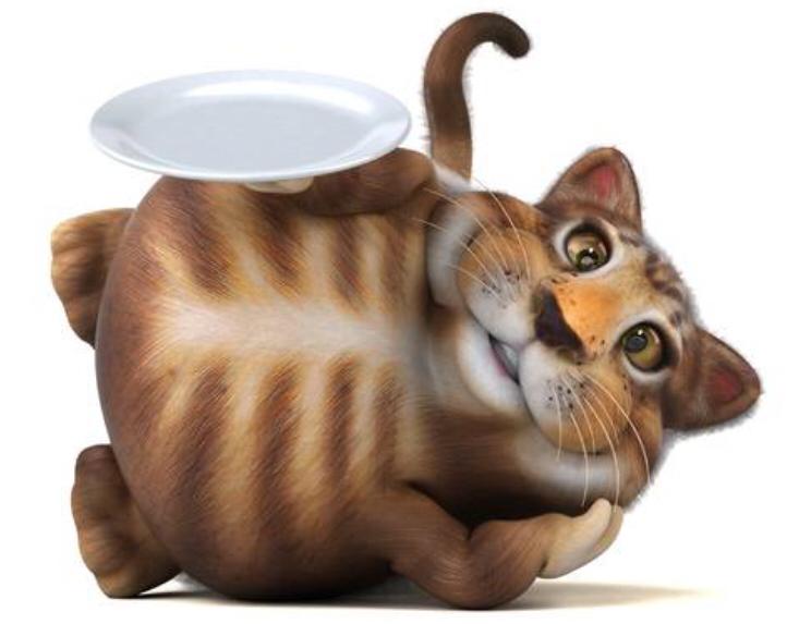 KEDİLERDE DİYABET