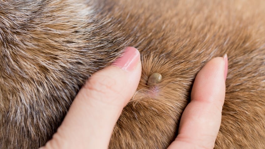 Lyme Hastalığı