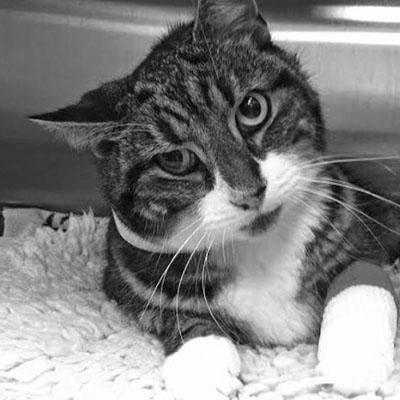 KEDİLERDE ATAKSİ VE VESTİBÜLER SENDROM